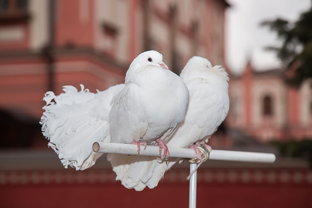 Белые свадебные голуби