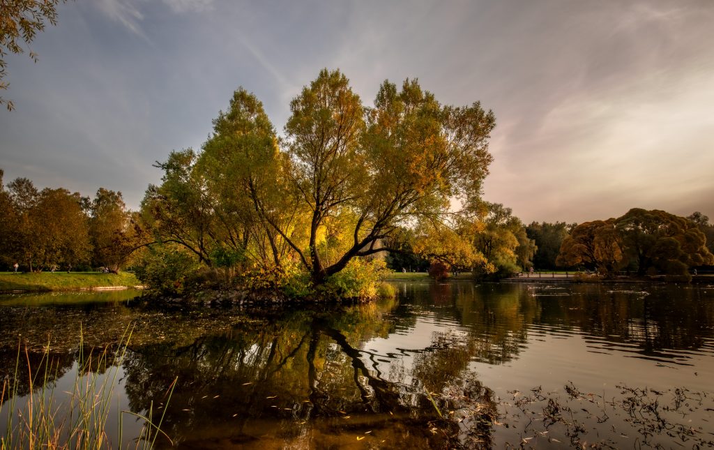 Раскидистое дерево возле красивого осеннего пруда. Фотограф Вячеслав Мудряков