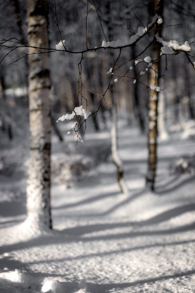 Зимний лес в утреннем солнце