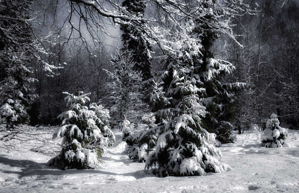 Зимний лес с заснеженными ёлочками  в черно-белых тонах