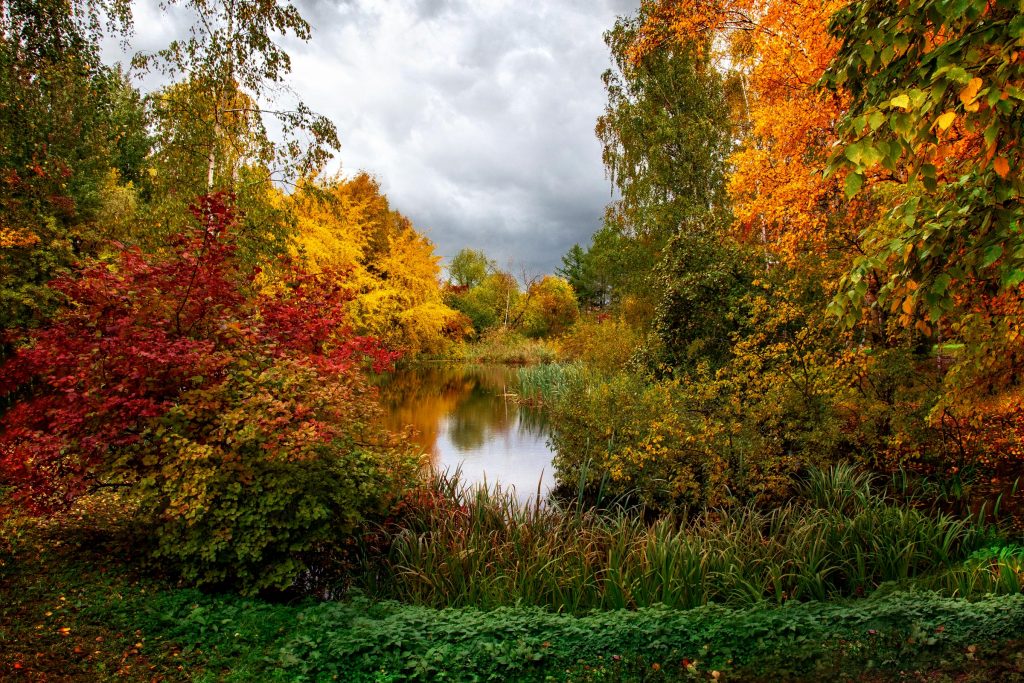 Осенний заросший пруд в пасмурный день в Ботаническом саду