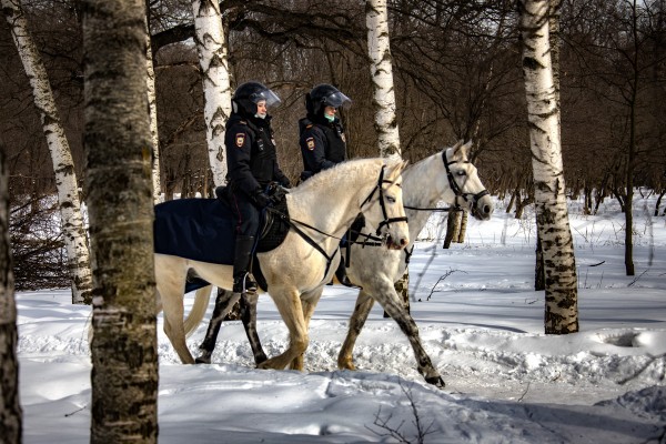 Конный патруль в зимнем лесу