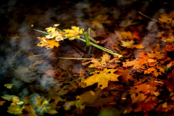 Листья клёна красные желтые в воде осенью