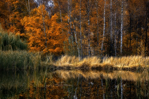 Осенний пейзаж с прудом и камышом в ботаническом саду