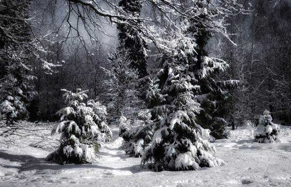 Зимний лес с заснеженными ёлочками