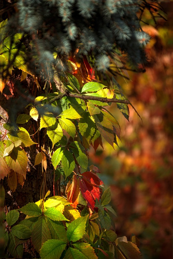Осенняя красочная листва в весёлых игривых солнечных лучах