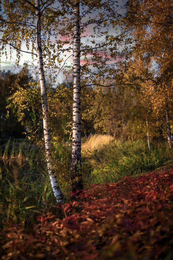 Осенний пейзаж с берёзами и красной листвой