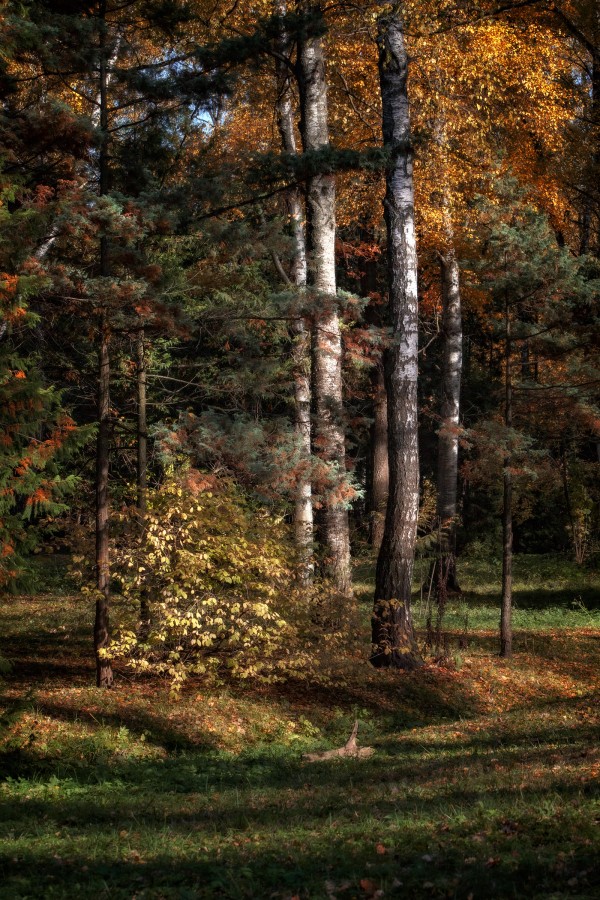 Осенний пейзаж с берёзами