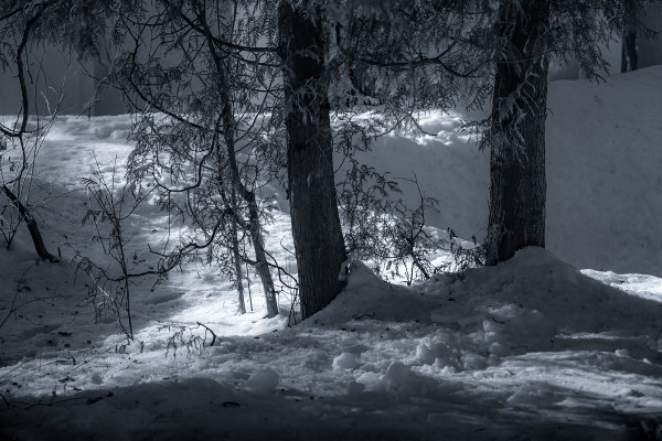 Деревья в солнечном зимнем лесу. Черно-белая. Монохром