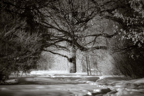Большое дерево в зимнем солнечном лесу. Черно-белое. Монохром