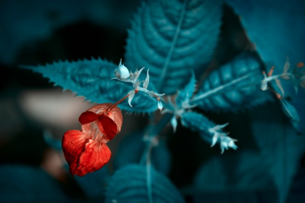 Красный цветок на синем фоне. Макро